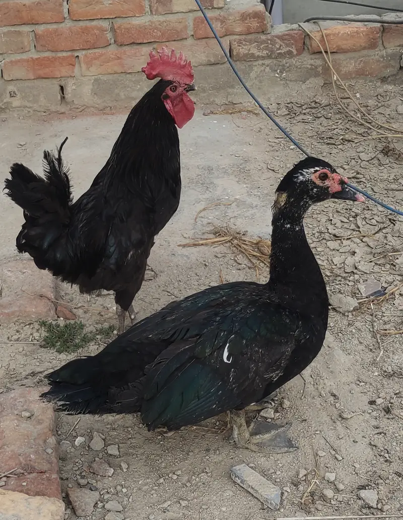 Black Australorp heritage hens — photo 7