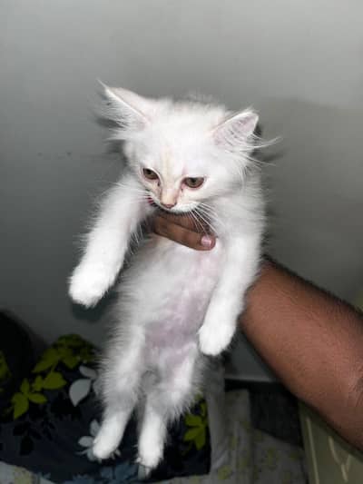 persian cat