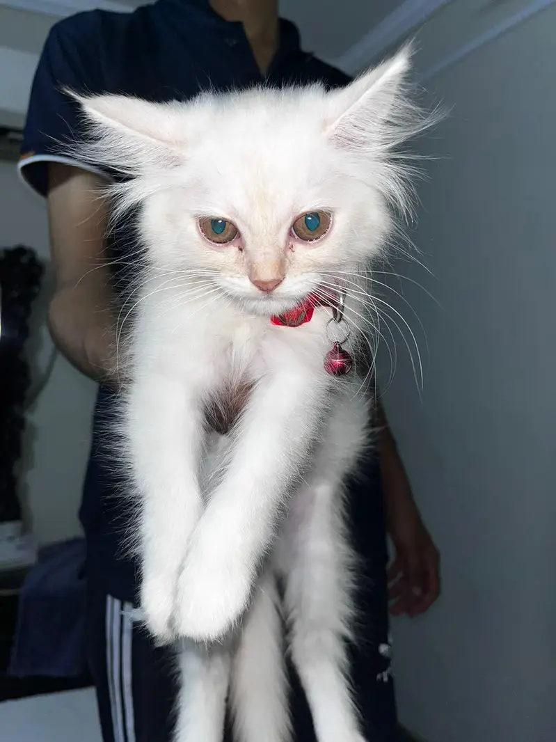 persian cat — photo 2