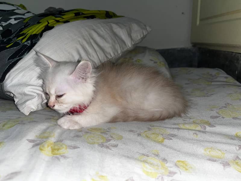 persian cat 2