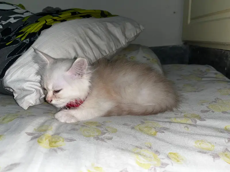 persian cat — photo 3