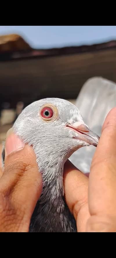 Salati Breeder Pathi