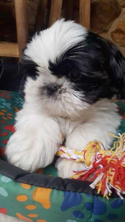 shihtzu puppy available pee poop trained