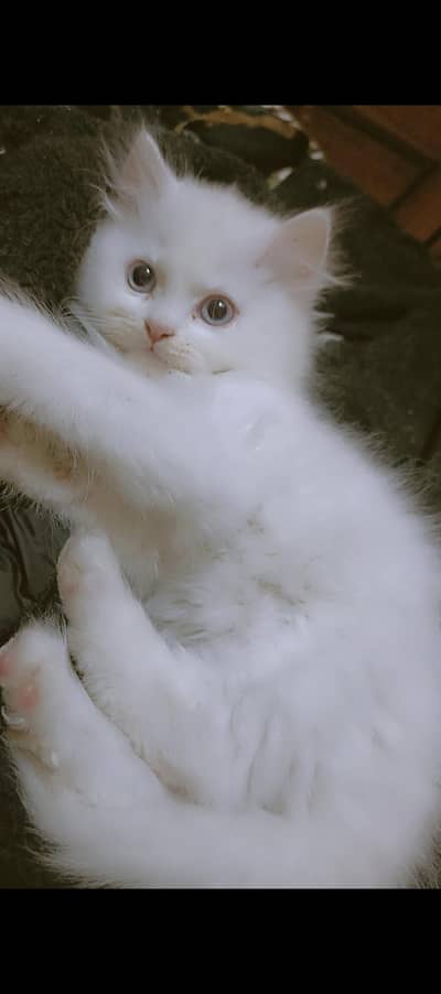 Bestest pure persian kitten pairs contact