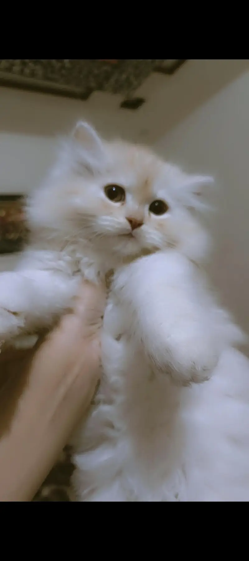Bestest pure persian kitten pairs contact — photo 2