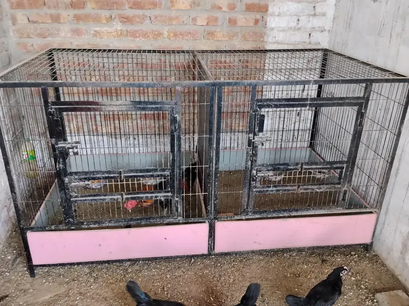 incubator/ brooder/ cage — photo 4