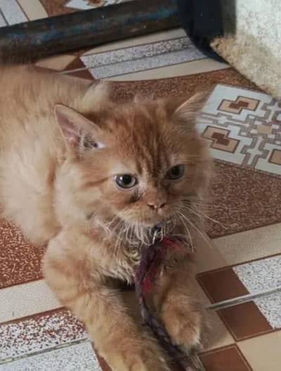 persian cat  (male)