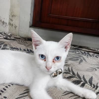 Persian cats punch face female Cats