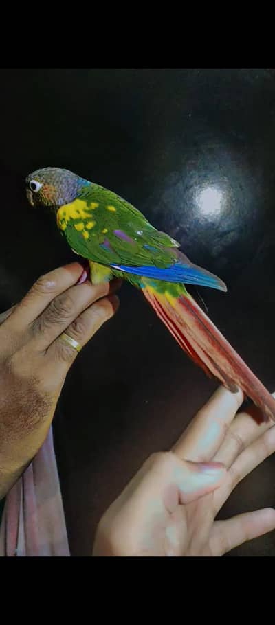 pineapple parrot for sale