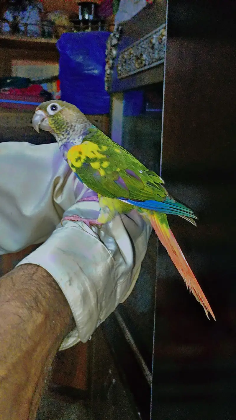 pineapple parrot for sale — photo 2