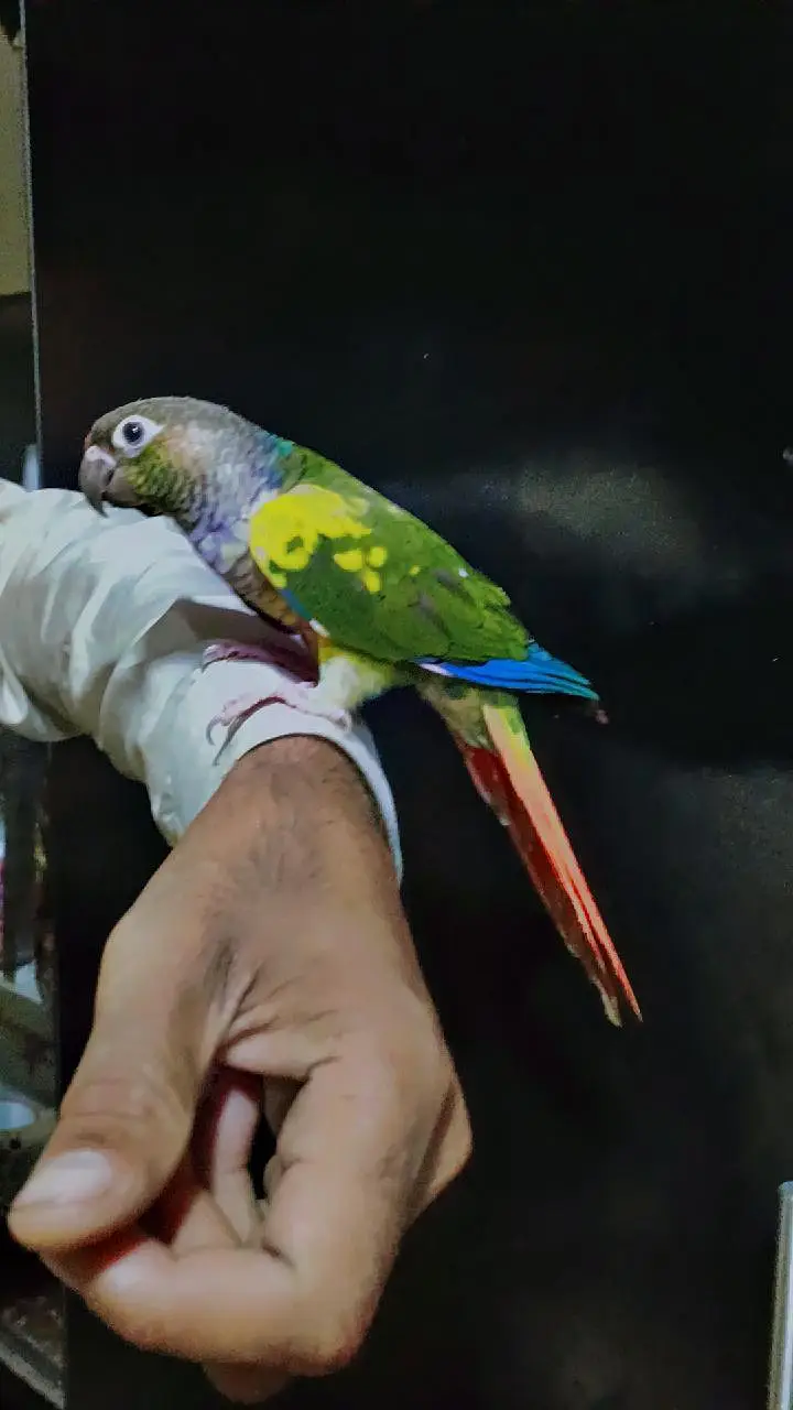 pineapple parrot for sale — photo 3