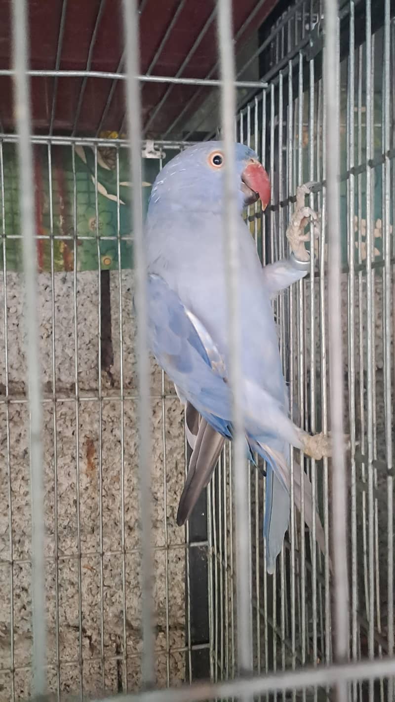 different ringnecks 0