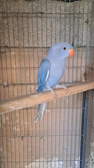 different ringnecks