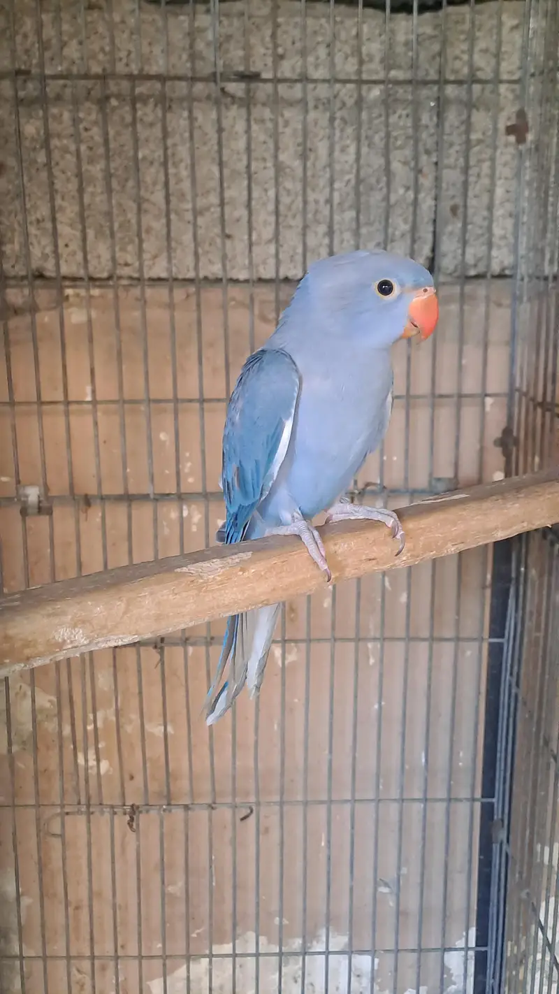 different ringnecks — photo 2