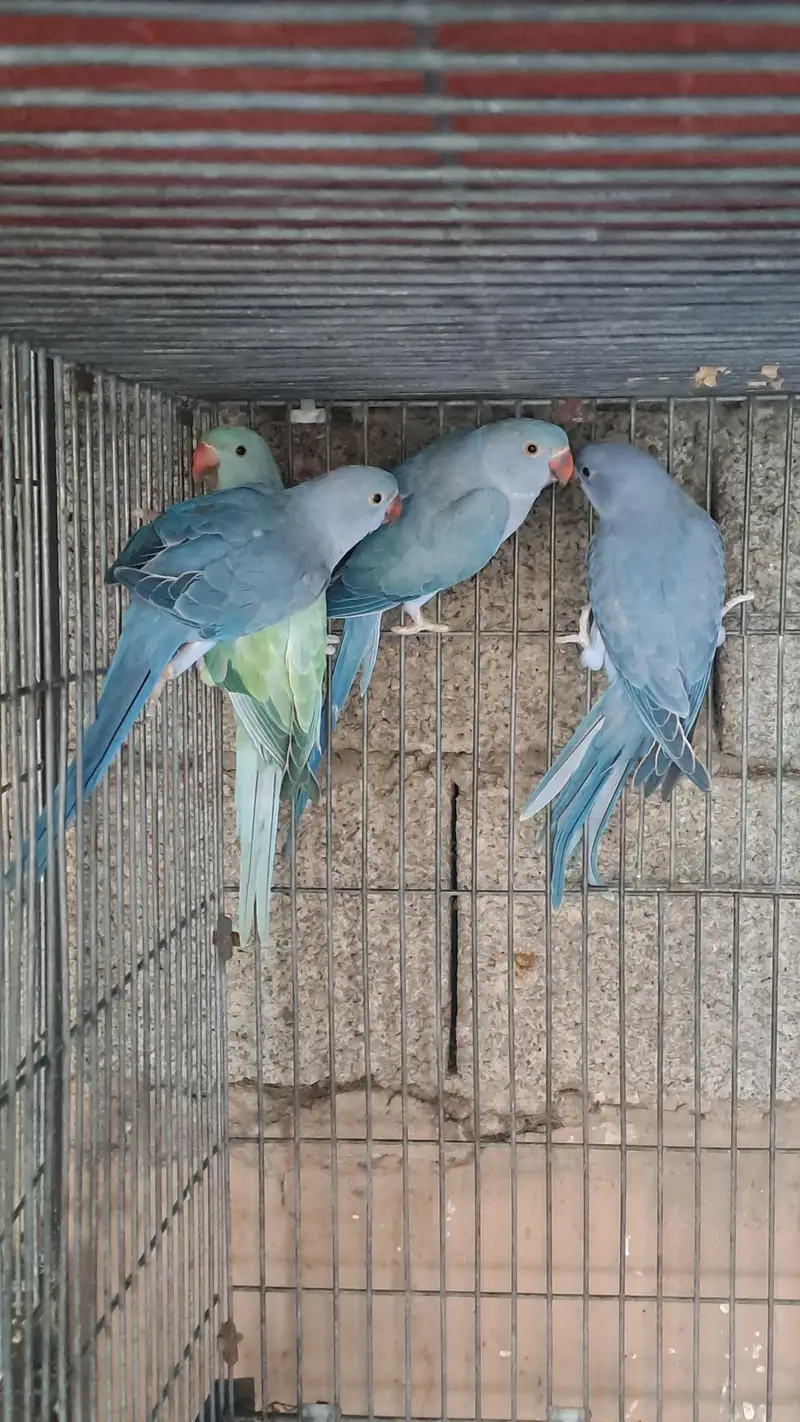 different ringnecks — photo 3