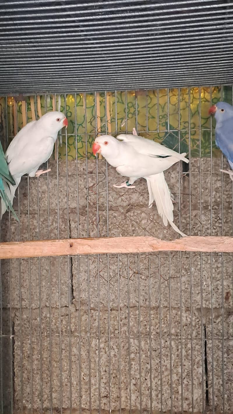 different ringnecks 3