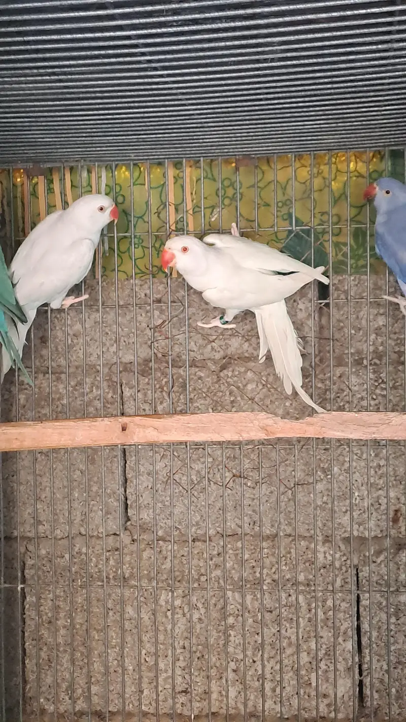 different ringnecks — photo 4