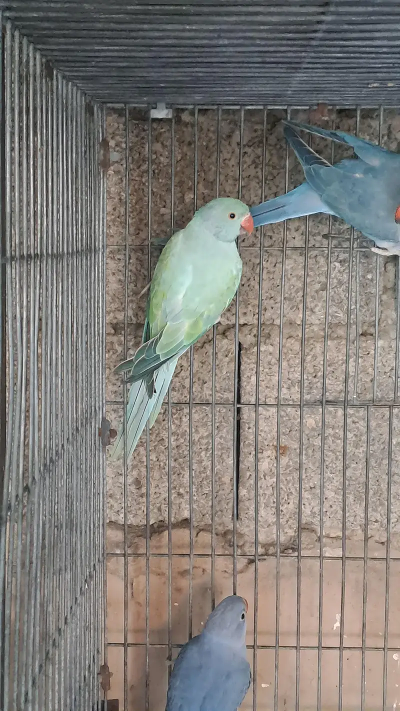 different ringnecks — photo 5