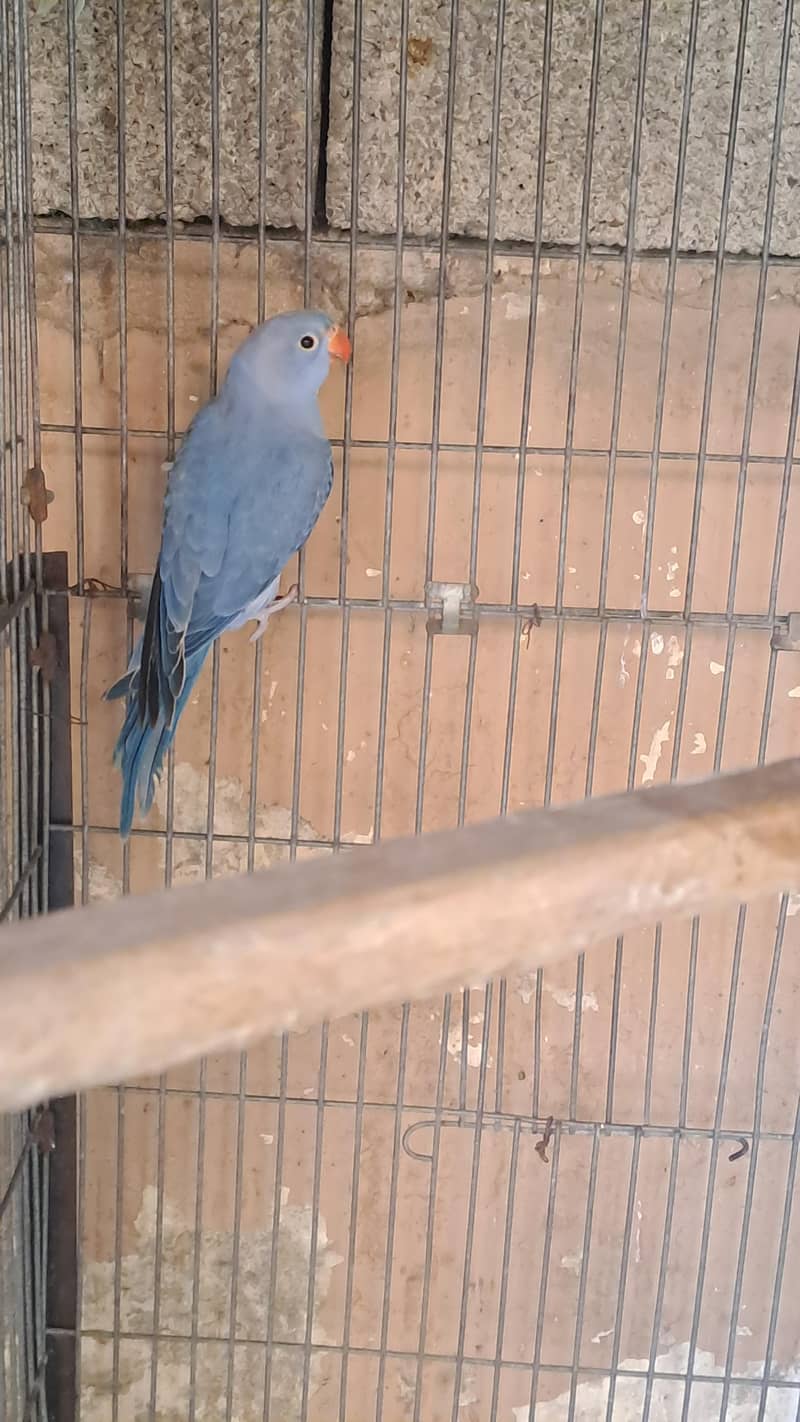different ringnecks 5