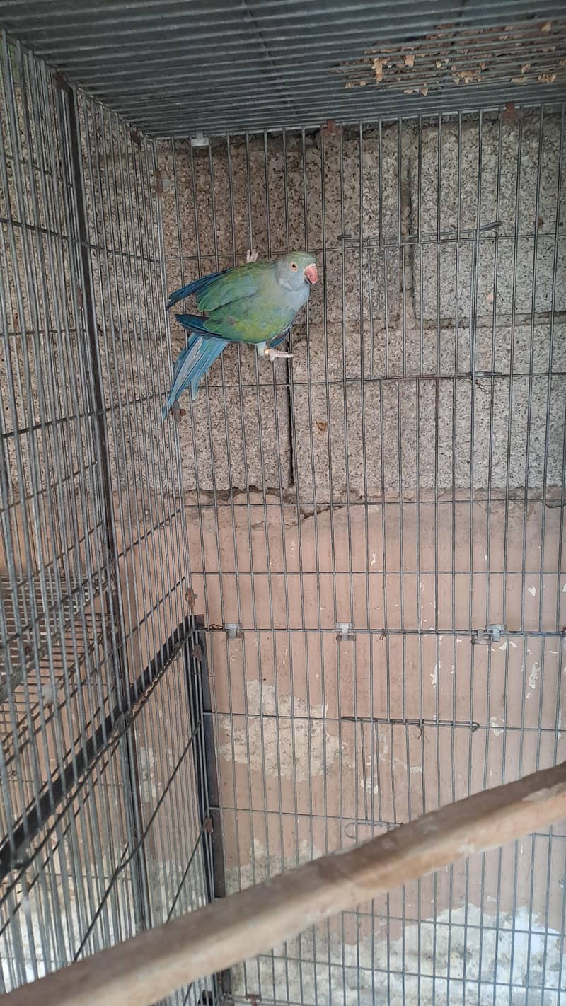 different ringnecks 6