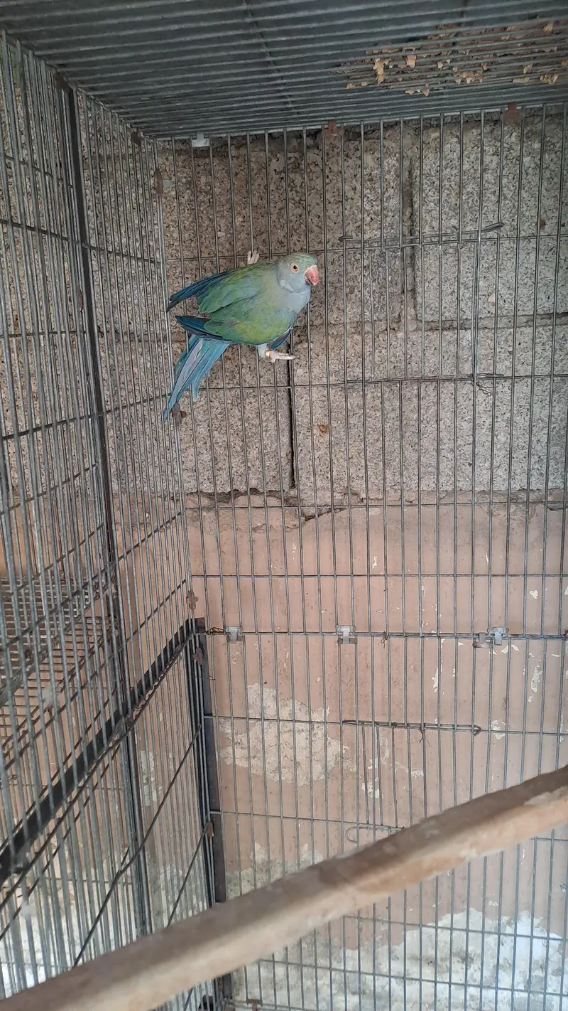 different ringnecks — photo 7