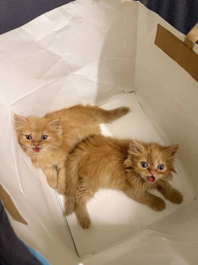 Ginger Persian Cats