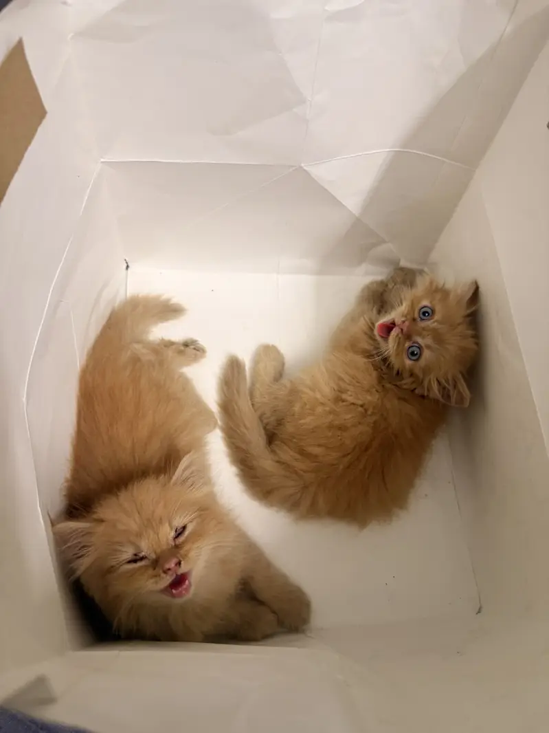 Ginger Persian Cats — photo 2
