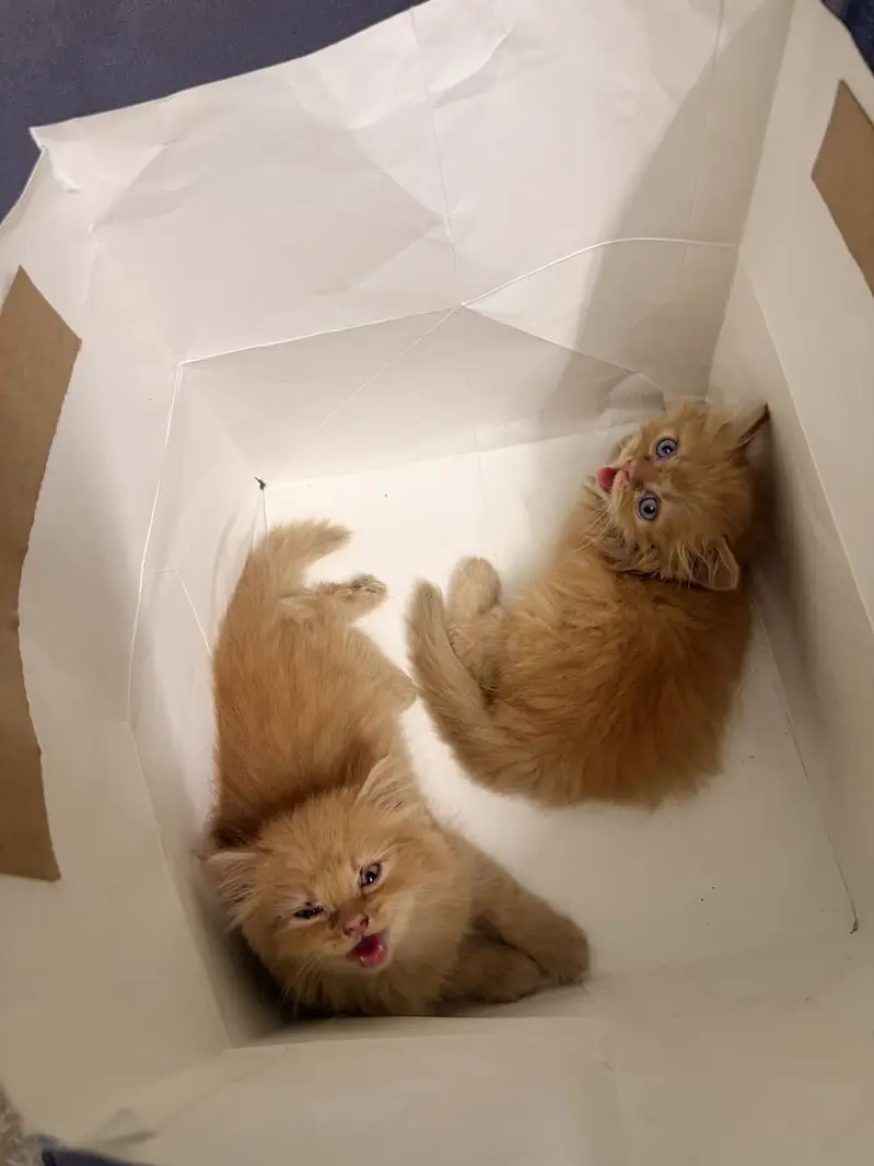 Ginger Persian Cats — photo 3