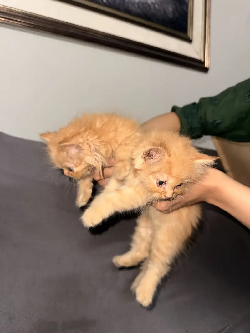 Ginger Persian Cats — photo 4