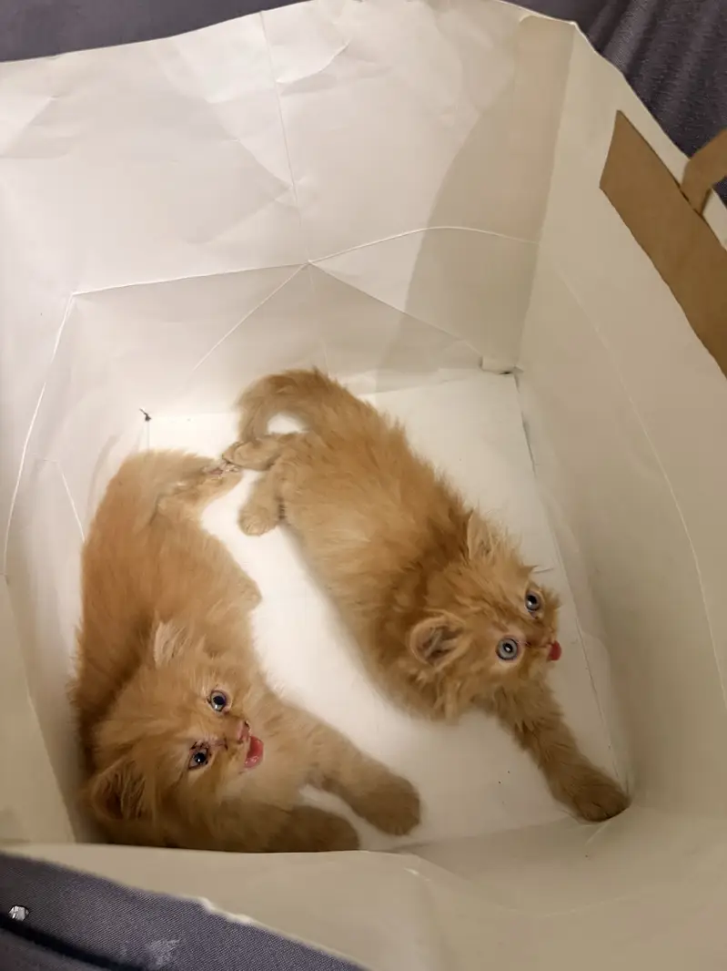 Ginger Persian Cats — photo 5