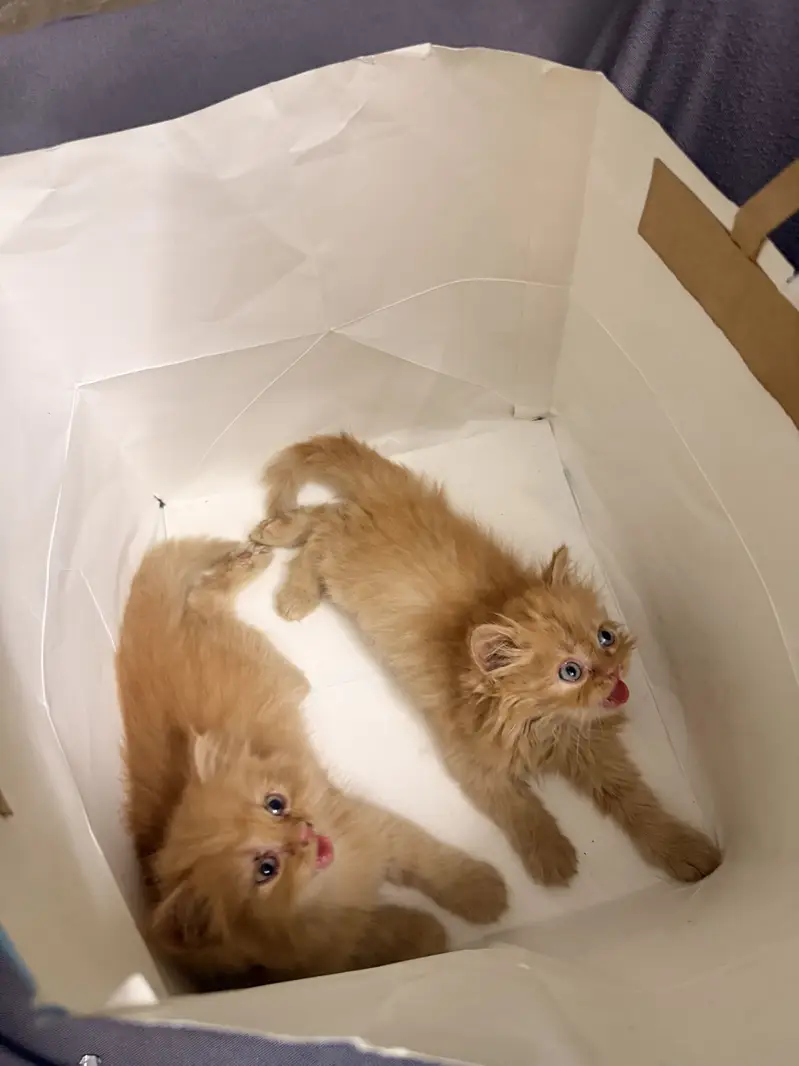 Ginger Persian Cats — photo 6