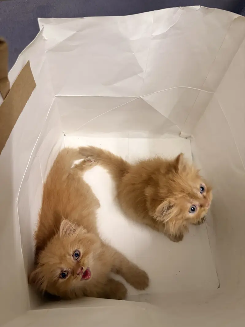 Ginger Persian Cats — photo 7