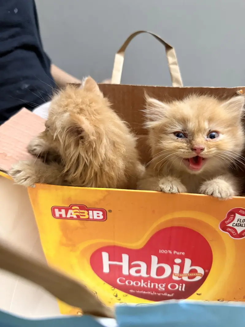 Ginger Persian Cats — photo 8