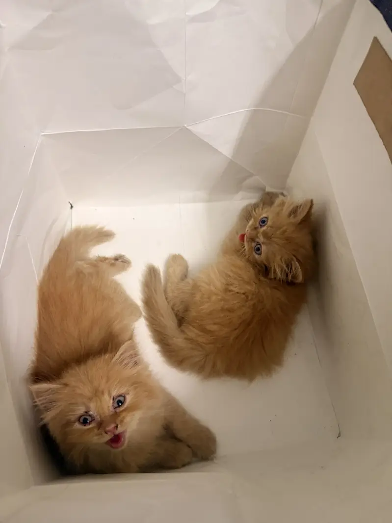 Ginger Persian Cats — photo 9