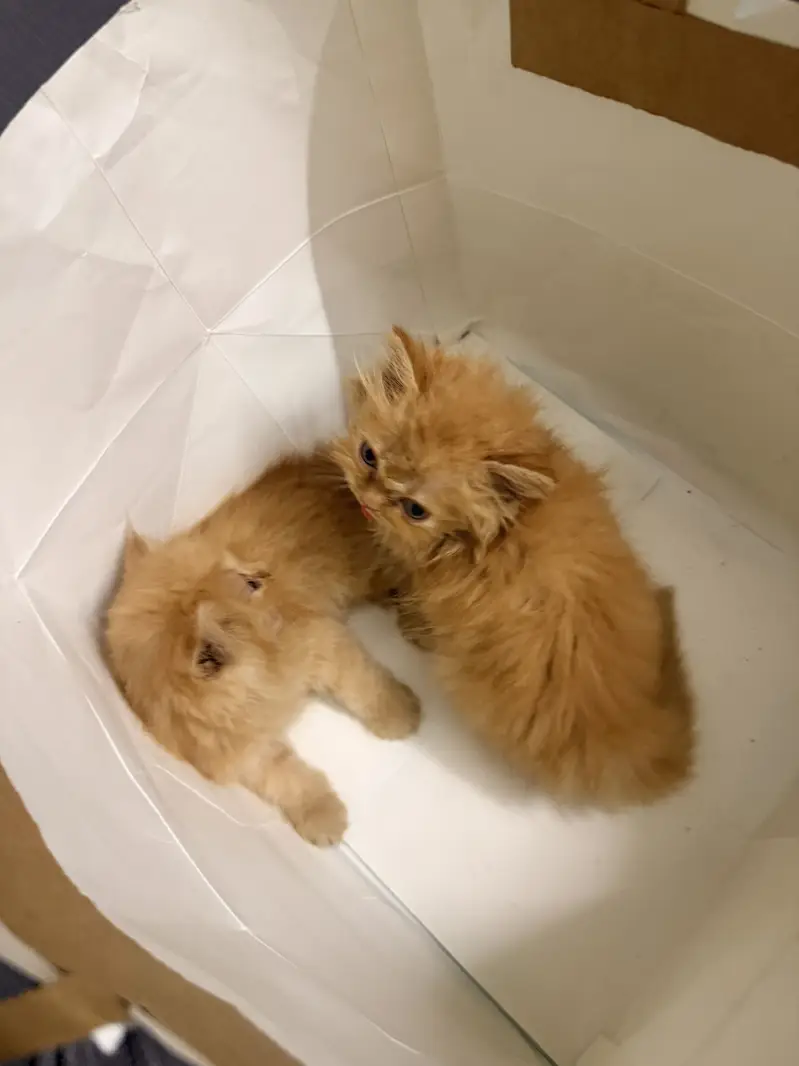 Ginger Persian Cats — photo 10
