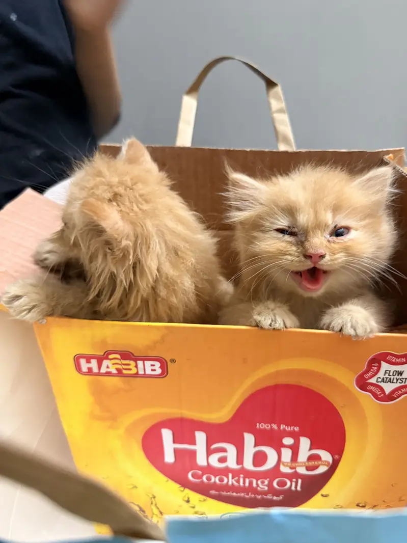 Ginger Persian Cats — photo 11