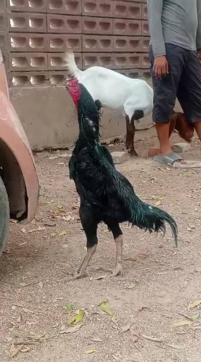 black German o shamo breeder trio