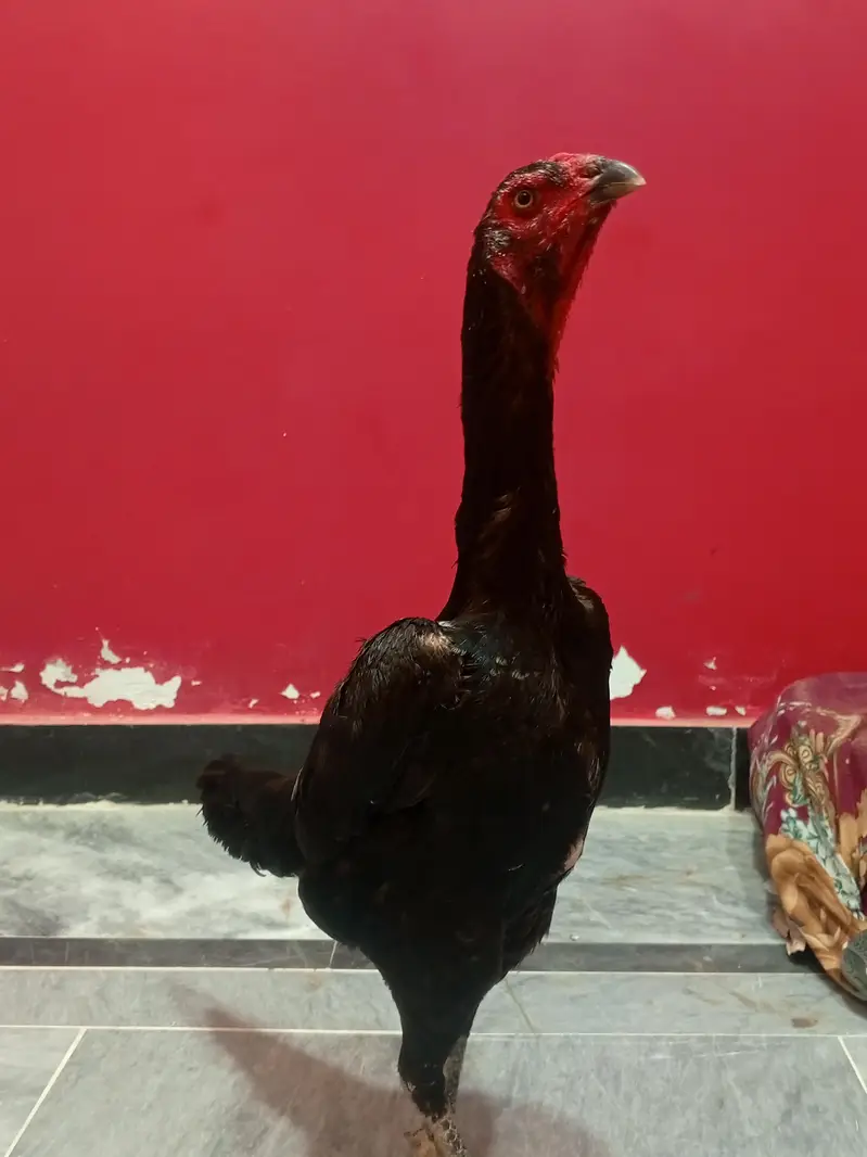 black German o shamo breeder trio — photo 3