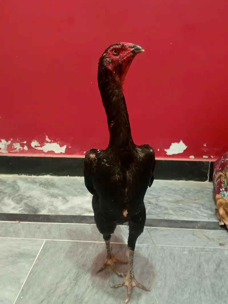 black German o shamo breeder trio — photo 4