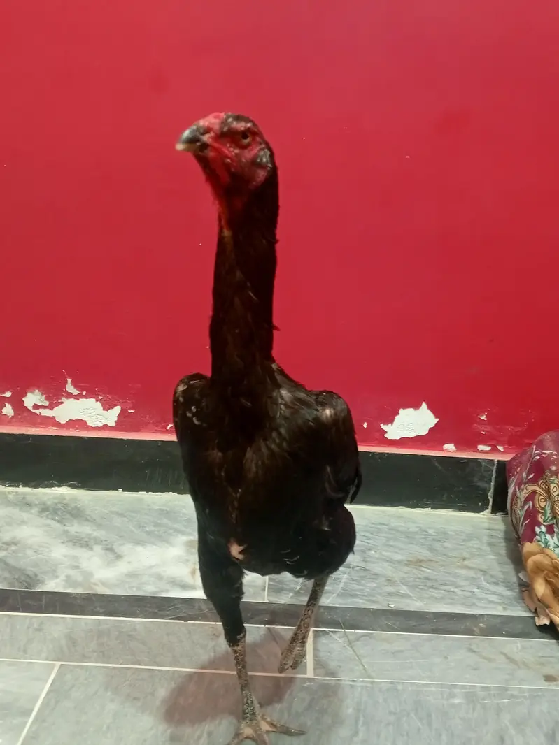 black German o shamo breeder trio — photo 5