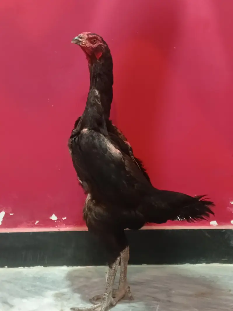 black German o shamo breeder trio — photo 6