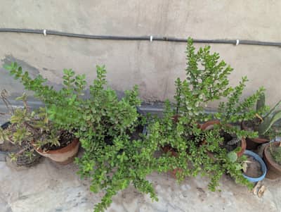 Jade plant 1.5 and 1 year old  healthy plant