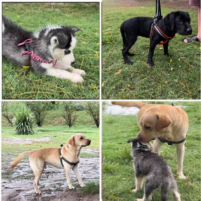 British Labrador Dog | Husky puppy | Labra dog | Male & Female