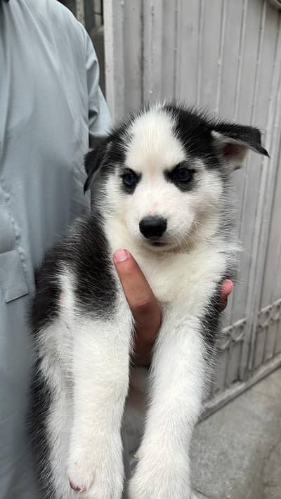 Husky puppy  | Male & Female