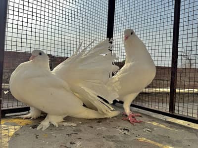 American lakay kabutar big size pair