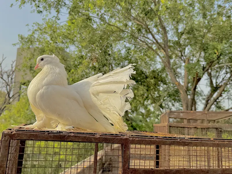 American lakay kabutar big size pair — photo 2