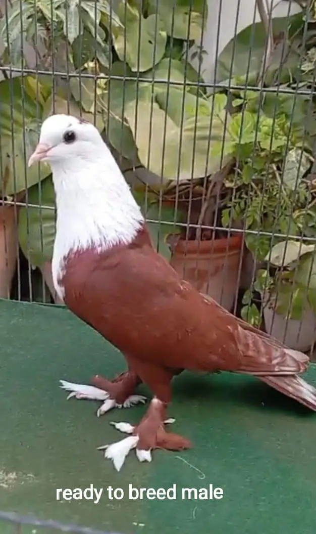 biig size heavy cage for macow and big parrots — photo 4