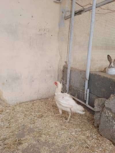 2 female for sale munasib pese