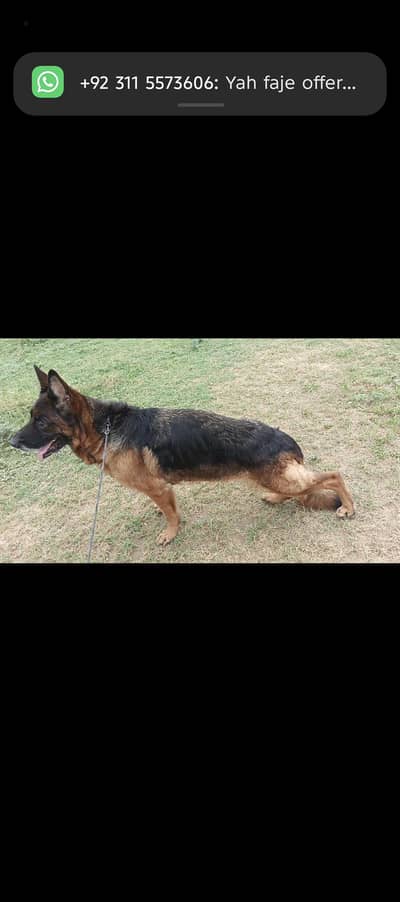 bht achi female ha breeder female