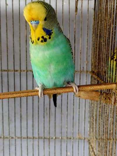 Budgies King Male